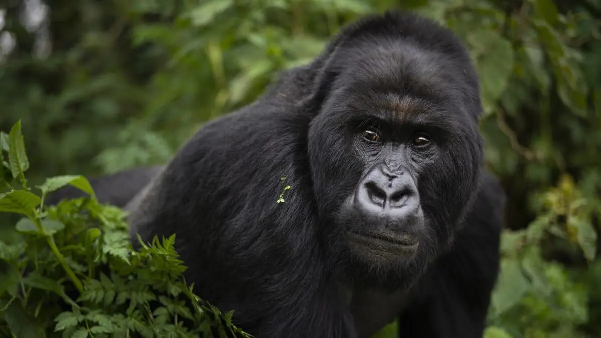 Read more about the article How to See Gorillas Without Trekking in Africa