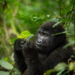Bwindi Impenetrable Forest National Park