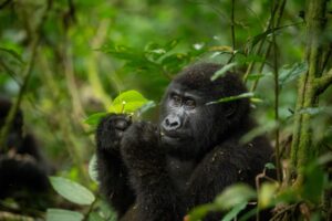 Read more about the article Bwindi Impenetrable Forest National Park