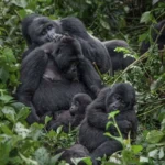 Gorilla Trekking Bwindi: A Life-Changing Experience