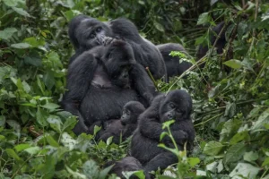 Read more about the article Gorilla Trekking Bwindi: A Life-Changing Experience