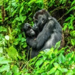Gorilla trekking in Uganda vs Rwanda – which is better?