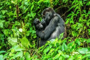 Read more about the article Gorilla trekking in Uganda vs Rwanda – which is better?