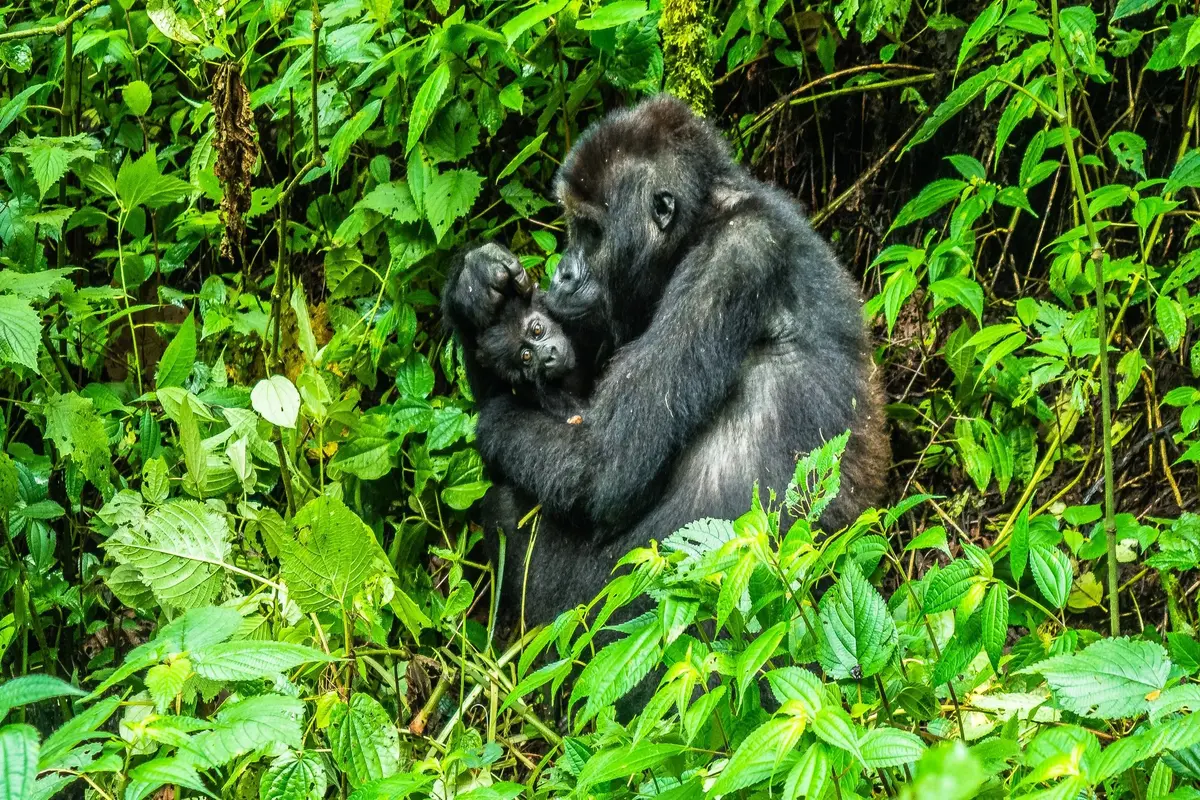 Read more about the article Gorilla trekking in Uganda vs Rwanda – which is better?