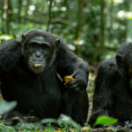 Kibale Forest National Park Uganda