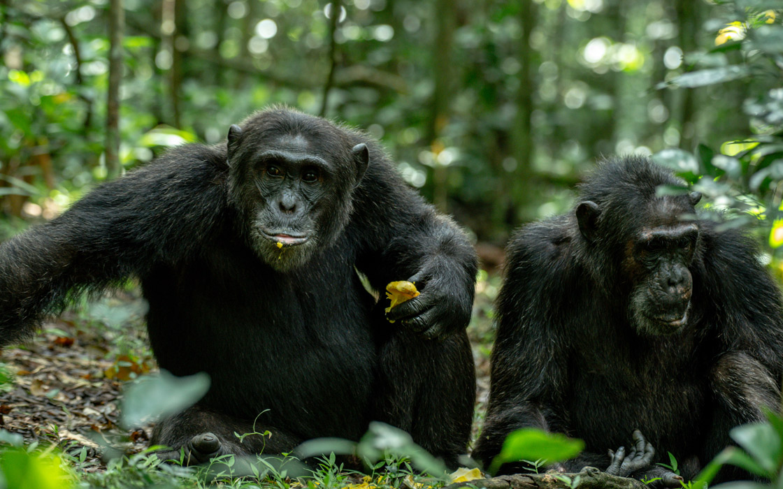 You are currently viewing Kibale Forest National Park Uganda