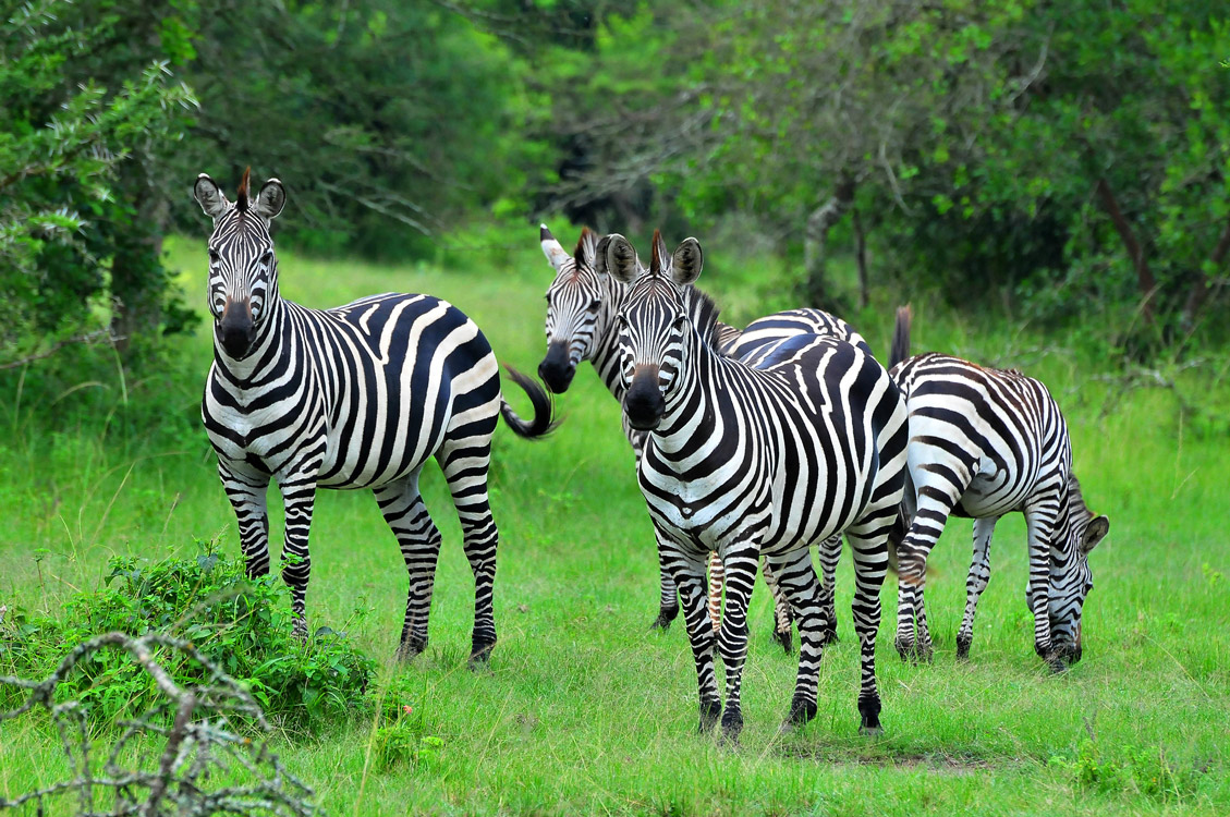 Read more about the article Lake Mburo National Park