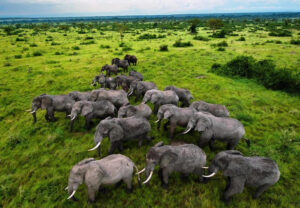 Read more about the article Queen Elizabeth National Park